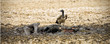 vulture