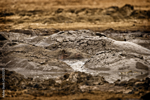 Photo: Hippo Hippo