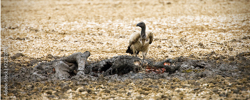 Photo: vulture vulture