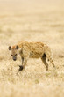 Hyena