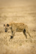 Hyena