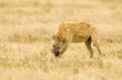 Hyena