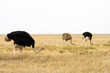 Wild African Ostrich