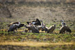 Vultures