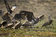 vultures