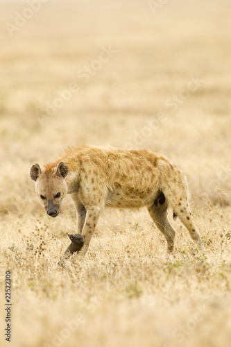 Photo: Hyena Hyena