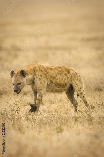 Photo: Hyena Hyena