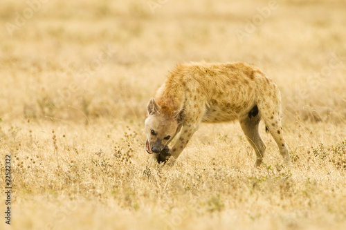 Foto: Hyena Hyena
