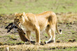 Lion Kill