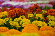 Yellow and orange flowers ready for sale Yellow and orange flowers ready for sale