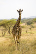 Wild African Giraffe
