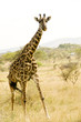 Wild African Giraffe