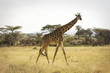 Wild African Giraffe
