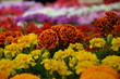 colorful flowers ready for sale colorful flowers ready for sale