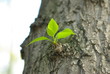 young lime leaves