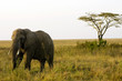 African Elephant