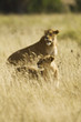 Wild Lions