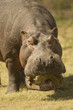 Hippo