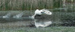 der schwan