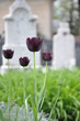 Black tulips at the cemetery Black tulips at the cemetery