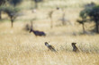 Hunting Cheetah