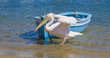 Pelican go on shore near the boat