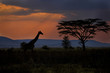 Giraffe at sunset