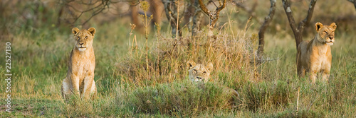 Photo: Lion Pride Lion Pride