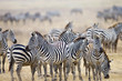 Wild Zebra Herd