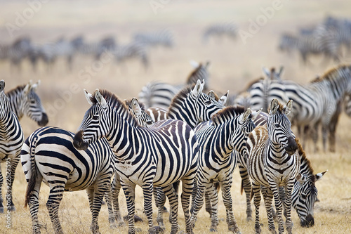 Photo: Wild Zebra Herd Wild Zebra Herd