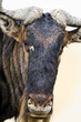 Wild Wildebeest