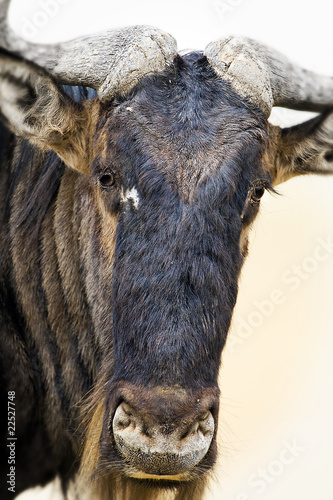 Foto: Wild Wildebeest Wild Wildebeest