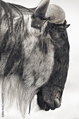Photo: Wildebeest Wildebeest