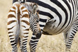 Photo: Baby Zebra Baby Zebra