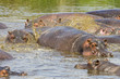 Muddy Hippos