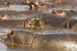 Hippo Wig