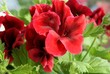 red flowers of geranium