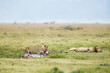 Lions eating and napping
