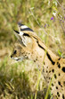 Wild African Serval Cat