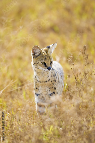 Photo: Serval Cat Serval Cat