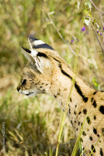 Foto: Wild African Serval Cat Wild African Serval Cat