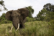 Wild African Elephant