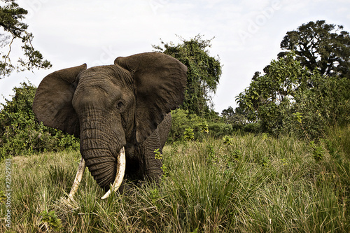Photo: Wild African Elephant Wild African Elephant