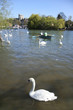 swans on river thames windsor