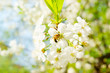 Bee on cherry white blossoms
