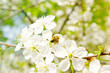 Bee on cherry white blossoms