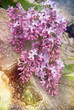 Textured Lilacs