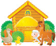 Foal, goose, chick and lamb in an animal farm