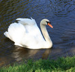 swan