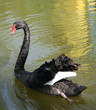 swan